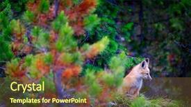  Presentation with wild sex - Cool new presentation design with beauty beast - wild fox near den backdrop and a tawny brown colored foreground