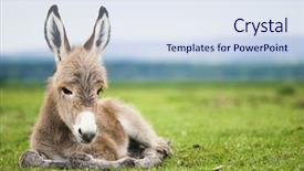  Presentation with beauty - Slides featuring beauty beast - young baby donkey background and a sky blue colored foreground