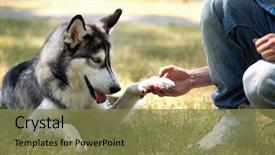  Presentation with dog park - Amazing slide set having beauty beast - young man with beautiful huskies backdrop and a tawny brown colored foreground
