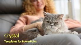  Presentation with young grey maine coon cat - Presentation theme enhanced with beauty beast - young woman and cat beside background and a tawny brown colored foreground