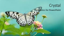  Presentation with butterfly - Theme featuring beauty butterfly on leaf small background and a light blue colored foreground