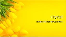  Presentation with easter bunny yellow spring flower - Slides enhanced with beauty easter backdrop with paint background and a white colored foreground