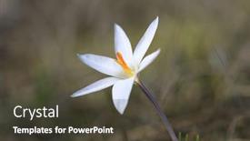  Presentation with wild flower - Colorful presentation design enhanced with beauty-first-sping-wild-crocuse backdrop and a tawny brown colored foreground