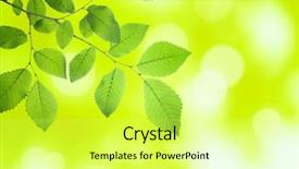  Presentation with green beauty - Presentation featuring beauty in nature fresh green background and a  colored foreground