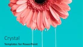  Presentation with gerbera daisy pink flower - Presentation design consisting of beauty-nature-concept-by-pink background and a teal colored foreground
