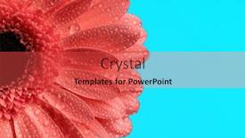  Presentation with gerbera daisy pink flower - Slides having beauty-nature-concept-illustrated background and a red colored foreground