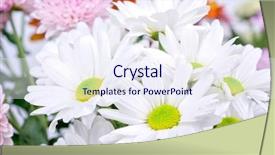 Presentation with chrysanthemum - Cool new presentation theme with beauty photo of white chrysanthemum flowers close up backdrop and a sky blue colored foreground