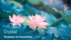  Presentation with lotus water - Slide set with beauty-pink-lotus-or-water background and a ocean colored foreground