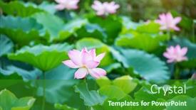  Presentation with lotus water - Presentation design featuring beauty-pink-lotus-or-water background and a forest green colored foreground