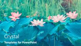  Presentation with lotus water - Cool new PPT theme with beauty-pink-lotus-or-water backdrop and a ocean colored foreground