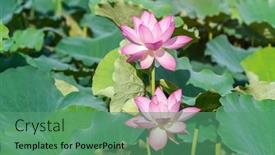  Presentation with lotus water - Slides enhanced with beauty-pink-lotus-or-water background and a ocean colored foreground