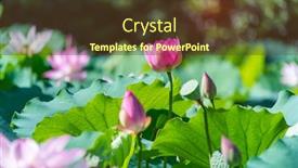  Presentation with lotus water - PPT layouts consisting of beauty-pink-lotus-or-water background and a tawny brown colored foreground