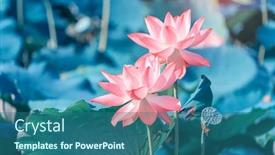  Presentation with lotus water - Colorful PPT layouts enhanced with beauty-pink-lotus-or-water backdrop and a ocean colored foreground