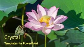 Presentation with lotus water - PPT layouts featuring beauty-pink-lotus-or-water background and a tawny brown colored foreground