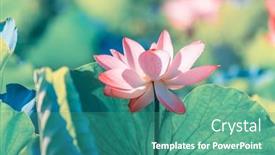  Presentation with lotus water - Theme having beauty-pink-lotus-or-water background and a teal colored foreground