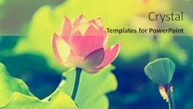  Presentation with lotus water - PPT layouts enhanced with beauty-pink-lotus-or-water background and a yellow colored foreground