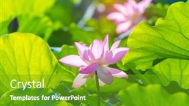  Presentation with lotus water - PPT theme consisting of beauty-pink-lotus-or-water background and a tawny brown colored foreground