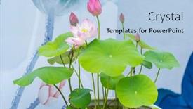  Presentation with lotus water - Cool new PPT layouts with beauty-pink-lotus-or-water backdrop and a light blue colored foreground