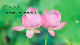  Presentation with lotus water - Slide deck enhanced with beauty-pink-lotus-or-water background and a seafoam green colored foreground