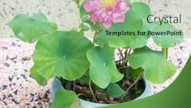  Presentation with lotus water - Slide set consisting of beauty-pink-lotus-or-water background and a seafoam green colored foreground