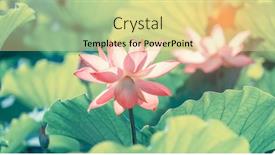  Presentation with lotus water - Audience pleasing PPT theme consisting of beauty-pink-lotus-or-water backdrop and a blonde colored foreground