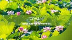  Presentation with lotus water - Audience pleasing PPT theme consisting of beauty-pink-lotus-or-water backdrop and a tawny brown colored foreground