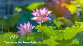  Presentation with lotus water - PPT theme with beauty-pink-lotus-or-water background and a tawny brown colored foreground