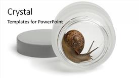  Presentation with snail - Presentation design consisting of beauty products slides - snail in a face cream background and a white colored foreground