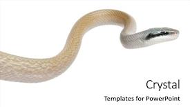  Presentation with white rat - Slide deck enhanced with beauty rat snake orthriophis taeniurus background and a white colored foreground