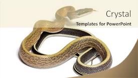  Presentation with white rat - Slides featuring beauty-rat-snake-tongue-out background and a lemonade colored foreground