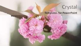  Presentation with sakura - Presentation design enhanced with beauty-sakura-flowers-on-twig background and a soft green colored foreground