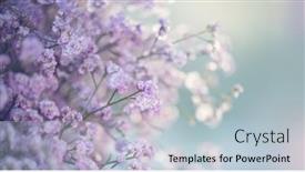  Presentation with beauty - Presentation theme enhanced with beauty-violet-flowers-backdrop-beautiful background and a lemonade colored foreground