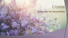  Presentation with beauty - Slide deck consisting of beauty-violet-flowers-backdrop-beautiful background and a cream colored foreground