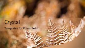  Presentation with brown floral - PPT theme featuring beautyful brown ferns leaves foliage background and a coral colored foreground