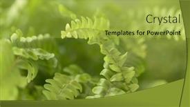  Presentation with green leaves - Presentation theme featuring beautyful-fern-leaves-in-sunlight background and a  colored foreground