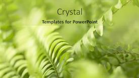  Presentation with green leaves - Theme enhanced with beautyful-fern-leaves-in-sunlight background and a yellow colored foreground