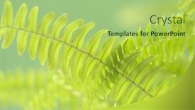  Presentation with green leaves - Presentation theme having beautyful-fern-leaves-in-sunlight background and a mint green colored foreground