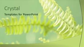  Presentation with green foliage - PPT theme consisting of beautyful-fern-leaves-in-sunlight background and a mint green colored foreground