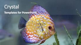  Presentation with fish aquarium - Beautiful presentation design featuring beautyfull color fish in aquarium backdrop and a  colored foreground