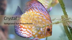  Presentation with color - Cool new presentation theme with beautyfull color fish in aquariuml backdrop and a  colored foreground