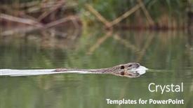  Presentation with swimming - Presentation theme featuring beave-swimming-across-a-river background and a ocean colored foreground