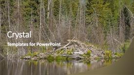  Presentation with mirror reflection - Amazing slides having beaver den lodge along side backdrop and a violet colored foreground