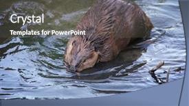  Presentation with pond - Slides with beaver in a local park background and a  colored foreground