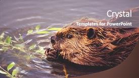  Presentation with vintage retro - Amazing slide deck having beaver in a local park backdrop and a gray colored foreground