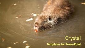  Presentation with swimming - Cool new slide deck with beaver-in-water-swimming backdrop and a tawny brown colored foreground