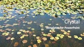  Presentation with swamp - Audience pleasing PPT theme consisting of beaver march swamp backdrop and a gray colored foreground