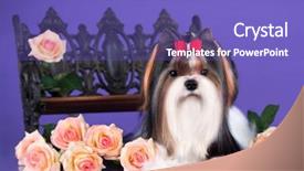  Presentation with yorkshire moor - Audience pleasing slide deck consisting of beaver of a yorkshire terrier backdrop and a violet colored foreground