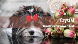  Presentation with yorkshire moor - Colorful slides enhanced with beaver of a yorkshire terrier backdrop and a tawny brown colored foreground