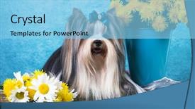  Presentation with thank you flowers - Slide deck consisting of beaver terrier and ldandelions flowers background and a light blue colored foreground