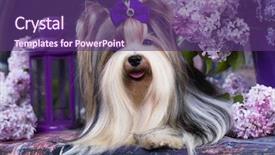  Presentation with lilac flowers bunch over wood - Amazing theme having beaver terrier and lilac flowers backdrop and a violet colored foreground